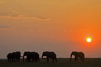 African Elephants