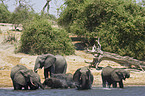 African Elephants