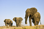African Elephants