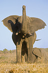 African Elephant at body care