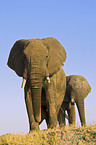 African Elephants