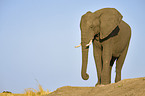 African Elephant