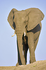 African Elephant