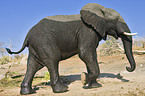African Elephant