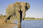 African Elephant