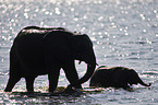 African Elephants