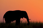 African Elephant