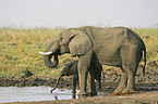 African Elephants