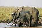 African Elephants