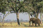 African Elephant
