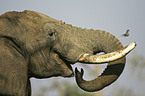 African Elephant