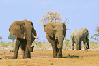 African Elephants