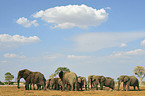 African Elephants
