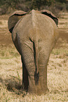 African elephant