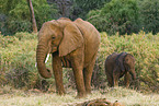 African elephants