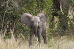 African elephant baby