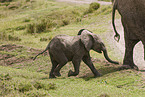 African elephant baby