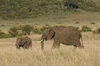 African elephants