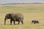 African elephants