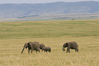 African elephants