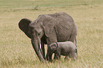 African elephants