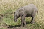 African elephant baby