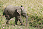 African elephant baby