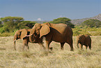 african elephants