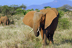 african elephants