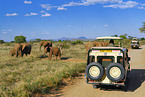 african elephants