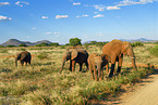 african elephants
