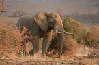 african elephant