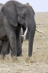 African elephant