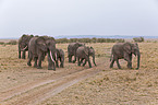 African elephants