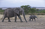 African elephants