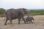 African elephants