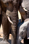 elephants