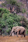 African elephant