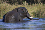 African elephant