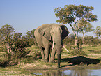 African elephant