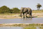 African elephant