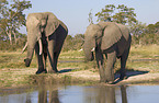 African elephants
