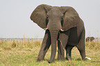 african elephant