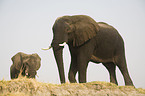 african elephants