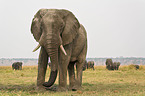 african elephants