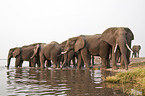 bathing african elephants