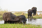 bathing african elephants
