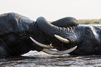 fighting african elephants