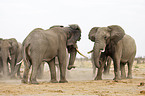 african elephants