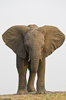 african elephant